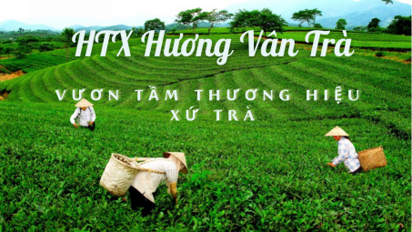 HTX Hương Vân Trà: Vươn tầm thương hiệu xứ trà