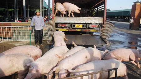 Giá heo hơi hôm nay 10/7: Đi ngang trên cả nước, dự báo giá có thể lên mức 68.000 đồng/kg