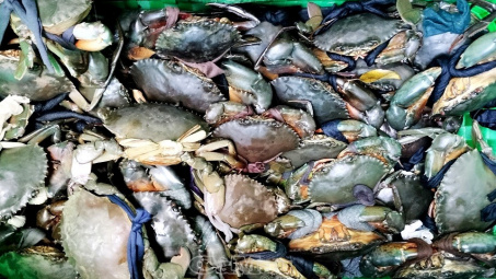 Cà Mau tìm hướng đi đột phá cho sản phẩm Cua