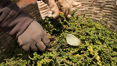 Giá tiêu hôm nay 11/7: Đi ngang, xuất khẩu sang Trung Quốc tăng gần 800%