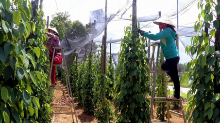 Giá tiêu hôm nay 12/7: Kỳ vọng không giảm sâu hơn nữa, dự trữ tiêu chạm mức thấp