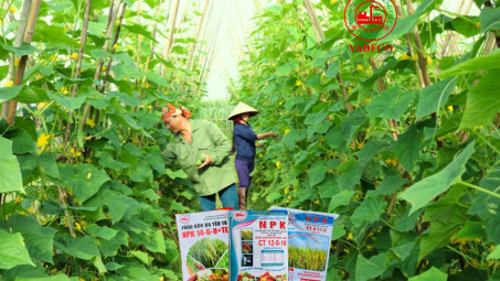 Phân bón Văn Điển: Lựa chọn thích hợp cho vùng chuyên canh rau sạch Hà Nội