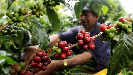 Giá cà phê hôm nay 13/7: Giảm ngày thứ ba liên tiếp, mất ngưỡng 65.500 đồng/kg