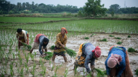 Giá lương thực nội địa tăng vọt, Ấn Độ cân nhắc cấm xuất khẩu phần lớn gạo