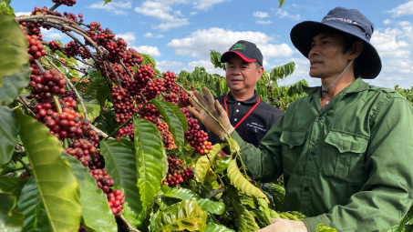 Giá cà phê hôm nay 15/7: Giá xuất khẩu của Việt Nam lên mức cao nhất 10 năm qua