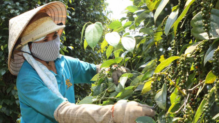 Giá tiêu hôm nay 15/7: Đi ngang ngày thứ 3 liên tiếp