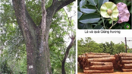 Khám phá loại gỗ quý giá đắt ngang “kim cương” ở Việt Nam