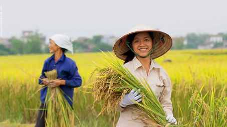 Gạo Trung An (TAR): Liên tiếp trúng thầu xuất khẩu gạo sang Hàn Quốc, cổ phiếu tăng 49%
