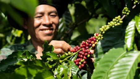 Giá cà phê hôm nay 18/7: Đồng loạt tăng, tồn kho Robusta xuống thấp nhất 7 năm nay