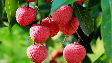 Thưởng thức vải tươi, trúng thưởng vé máy bay khứ hồi Australia - Việt Nam