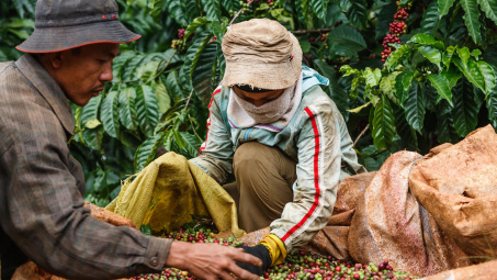 Giá cà phê hôm nay 19/7: Quay đầu giảm, tồn trữ Robusta trên thế giới tăng trở lại