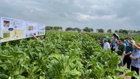 Dự án Chín ngọn “Ripe top” project