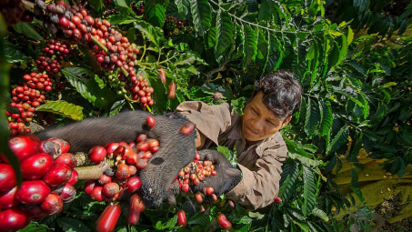 Giá cà phê hôm nay 21/7: Đồng loạt giảm 1.200 đồng/kg, nguồn cung Robusta từ Brazil tăng lên