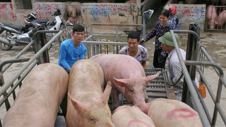 Giá heo hơi hôm nay 24/7: Chịu áp lực khi lượng heo nhập khẩu tiểu ngạch tăng