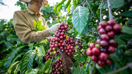 Giá cà phê hôm nay 26/7: Giá tại Gia Lai và Lâm Đồng xuống thấp nhất cả nước