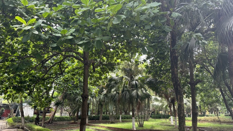 Không gian xanh, góc làm việc xanh tại Supe Lâm Thao