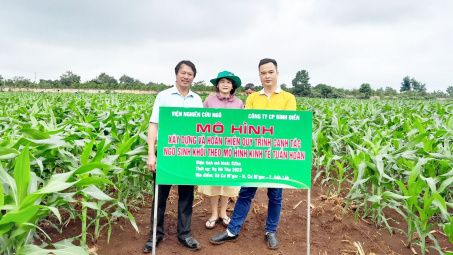 Phân bón Bình Điền phối hợp triển khai canh tác ngô sinh khối theo kinh tế tuần hoàn