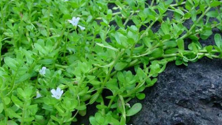 Khảo sát khả năng kháng khuẩn Vibrio Parahaemolyticus của cao chiết rau đắng đất (Glinus Oppositifolius) trồng tại tỉnh Trà Vinh