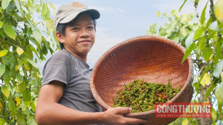 Giá tiêu hôm nay 28/9: Giá tiêu trắng xuất khẩu tăng thêm 100 USD/tấn