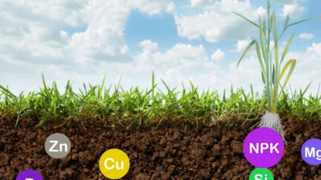 Kỹ thuật tối ưu sử dụng phân bón Văn Điển cho cây lúa mùa sớm