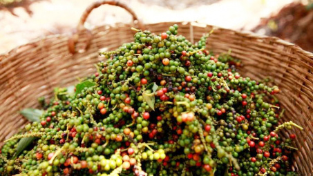 Giá tiêu hôm nay 4/7: Mất mốc 70.000 đồng/kg, mục tiêu xuất khẩu tỷ USD khó đạt được trong năm nay