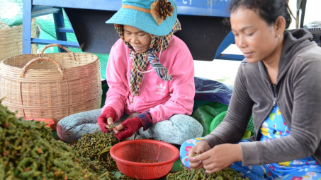 Giá tiêu hôm nay 5/7: Đi ngang, Trung Quốc có thể đã mua gần đủ nguồn hàng