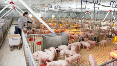 Giá heo hơi hôm nay 6/7: Tăng tại nhiều tỉnh phía Nam, lên mức cao nhất từ đầu năm nay