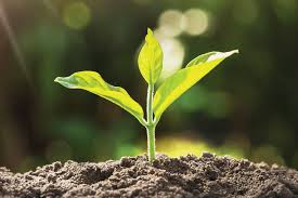 Ứng dụng mô hình SWOT trong phát triển sản phẩm nông nghiệp hữu cơ