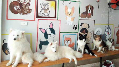 Quán cà phê chó nhưng không phải cà phê chó