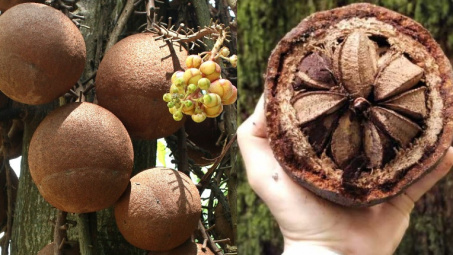 Khám phá loại hạt được gọi là “thần dược” nhiều người chưa biết