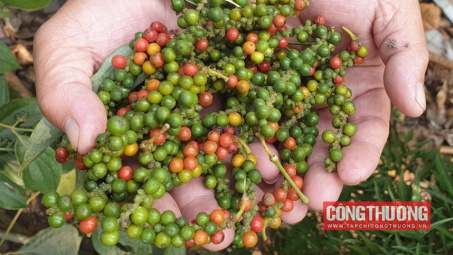 Giá tiêu hôm nay 10/8: Giá tiêu xuất khẩu Việt Nam lên mức cao nhất 9 tháng