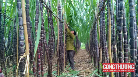 Giá đường trong nước có thể hạ nhiệt, cổ phiếu QNS chịu áp lực điều chỉnh