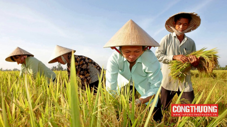 Giá gạo xuất khẩu “tăng từng ngày”, cổ phiếu gạo VSF tăng 250% chỉ trong 10 ngày