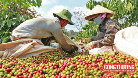 Giá cà phê hôm nay 11/8: Tiếp tục giảm, áp lực gia tăng nguồn cung Robusta từ Brazil