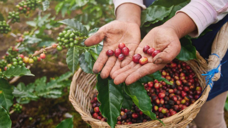 Giá cà phê hôm nay 12/8: Điều gì khiến giá trong nước và thế giới đồng loạt giảm 3 ngày liên tiếp?