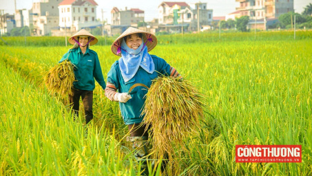 Giá gạo xuất khẩu Việt Nam tuần này tiếp tục tăng mạnh, có loại gạo đã vượt xa giá Thái Lan