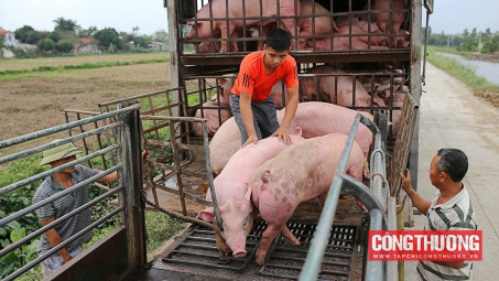 Giá heo hơi hôm nay 15/8: Giảm trên diện rộng, sẽ hình thành sàn giao dịch thịt heo
