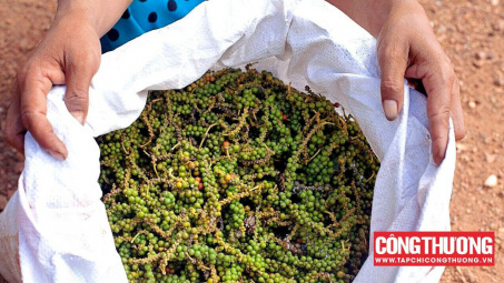 Giá tiêu hôm nay 16/6: Sản lượng tại các nước xuất khẩu tiêu lớn sụt giảm