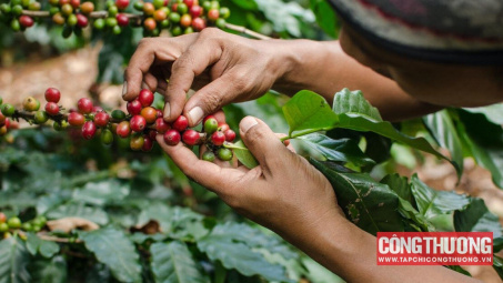 Giá cà phê hôm nay 16/8: Thiếu hụt nguồn cung Robusta có thể kéo dài đến năm 2025