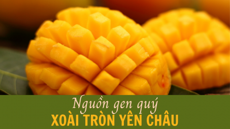 Nguồn gen quý xoài tròn Yên Châu