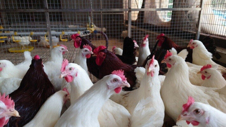 Hòa Phát cung cấp giống gà đẻ trứng hồng mang lại giá trị kinh tế cao