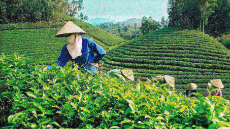 Phân bón Văn Điển giúp “xanh hơn” vùng chè hữu cơ Lâm Đồng