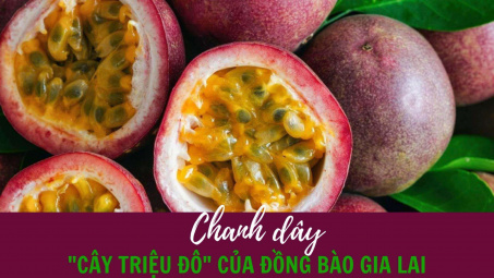 Chanh dây - “Cây triệu đô” của đồng bào Gia Lai