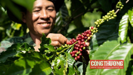 Giá cà phê hôm nay 21/8: Chịu áp lực giảm khi Brazil tăng xuất khẩu cà phê Robusta