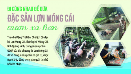 Đi cùng nhau để đưa đặc sản Lợn Móng Cái vươn xa hơn