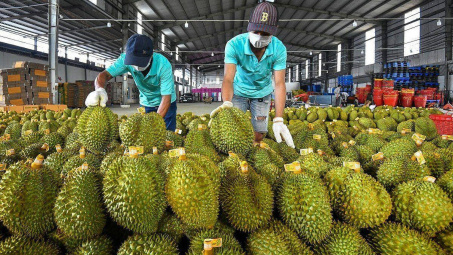 Hoàng Anh Gia Lai (HAG): Chuối, Sầu riêng, Heo sẽ giúp đem về 2.000 tỷ lợi nhuận mỗi năm?