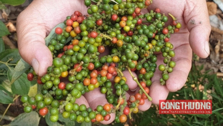 Giá tiêu hôm nay 22/8: Đồng loạt giảm, liệu giá có phục hồi trong thời gian tới?