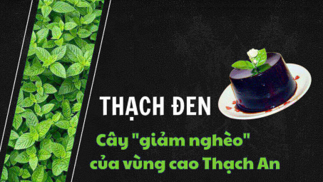 Thạch đen - Cây "giảm nghèo" của vùng cao Thạch An