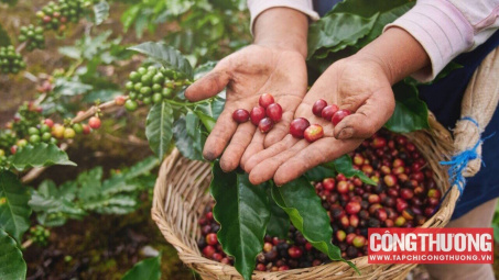 Giá cà phê hôm nay 25/8: Giá trong nước hiện đã tăng tới 65% so với cuối năm 2022