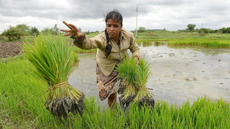 Ấn Độ vừa áp thuế 20% đối với gạo đồ xuất khẩu, siết chặt nguồn cung gạo ra thị trường